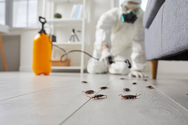 Commercial Rodent Management in Frenchtown